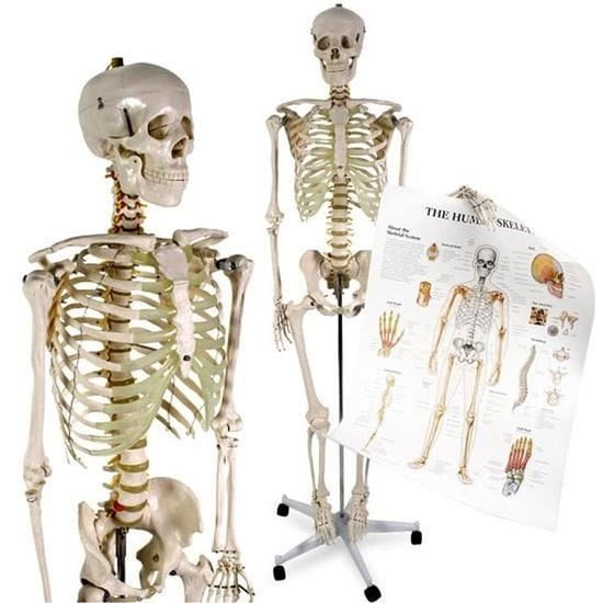 Anatomie model skelet – Incl poster – Incl stofkap – PVC – 42 x 181,5 cm – 12 kg