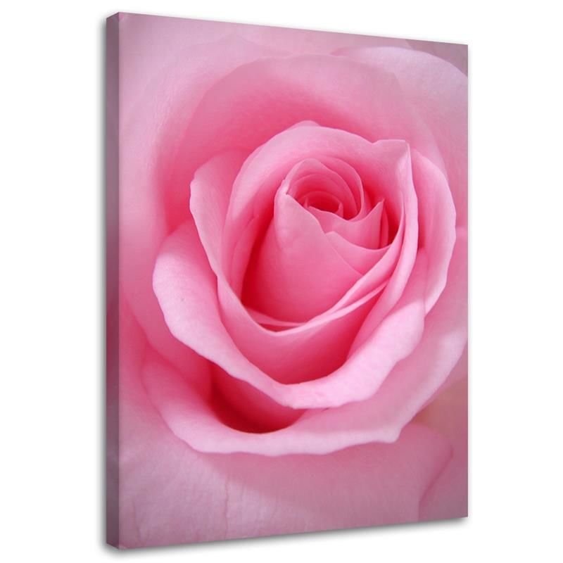 Canvas Schilderij – Roze Rozenblaadjes  – Schilderijen – Bloemen