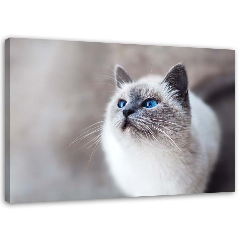 Canvas Schilderij – Siberische Kat  – Schilderijen – Dieren