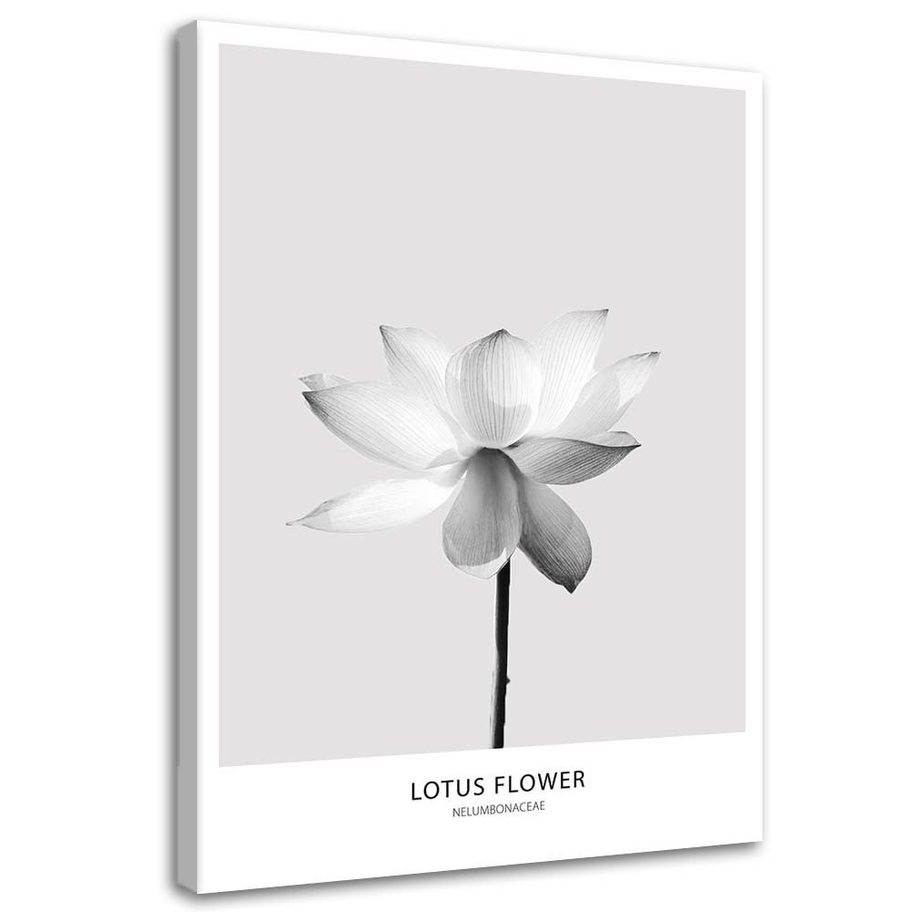 Canvas Schilderij – Witte Lotusbloem  – Schilderijen – Bloemen