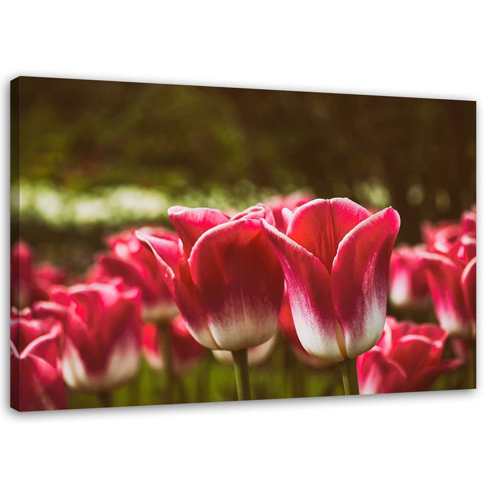 Canvas Schilderij – Bloeiende Tulpen  – Schilderijen – Bloemen