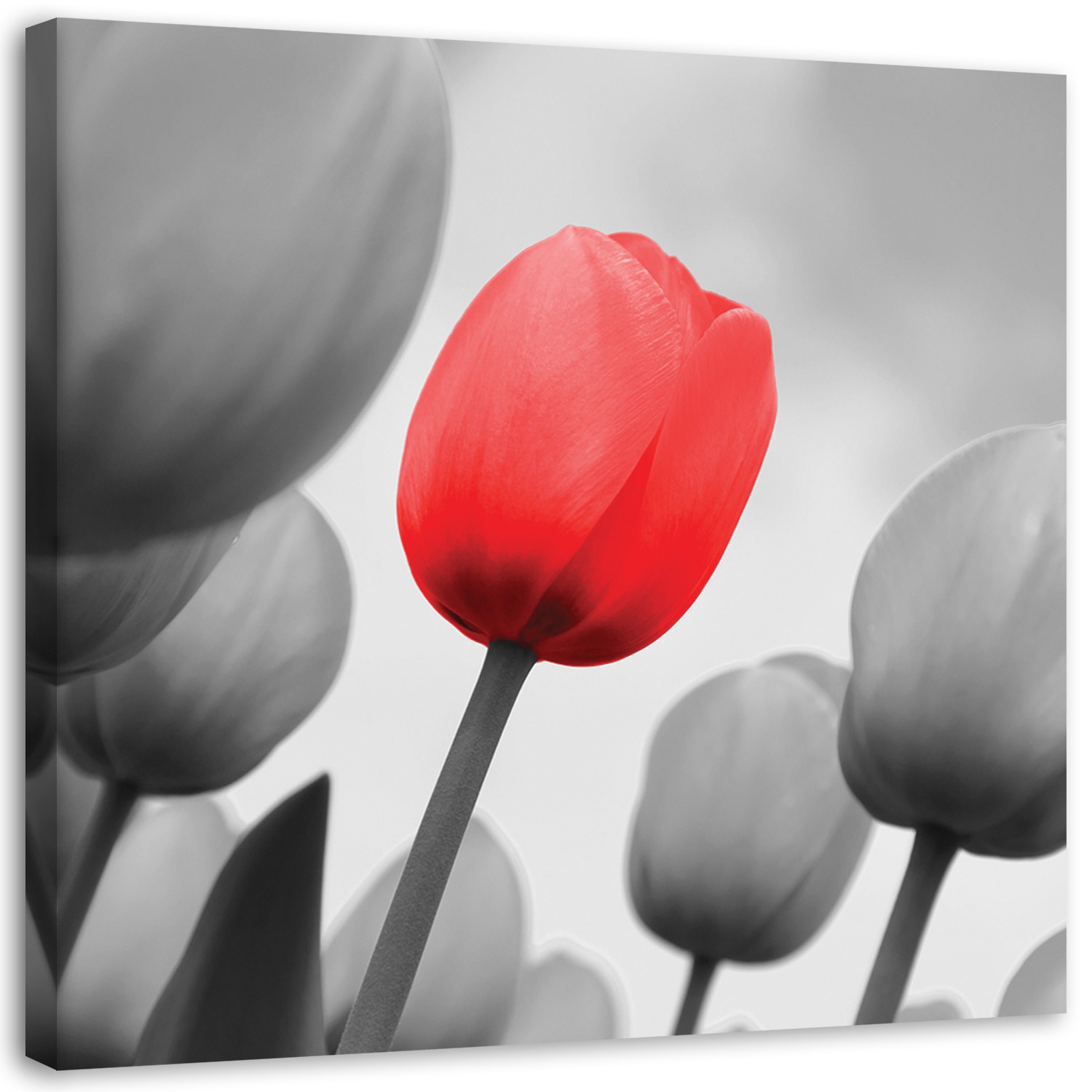 Canvas Schilderij – Rode Tulp In Grijs  – Schilderijen – Bloemen