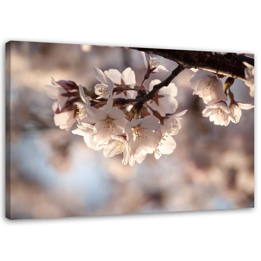 Canvas Schilderij – Cherry Blossom  – Schilderijen – Bloemen