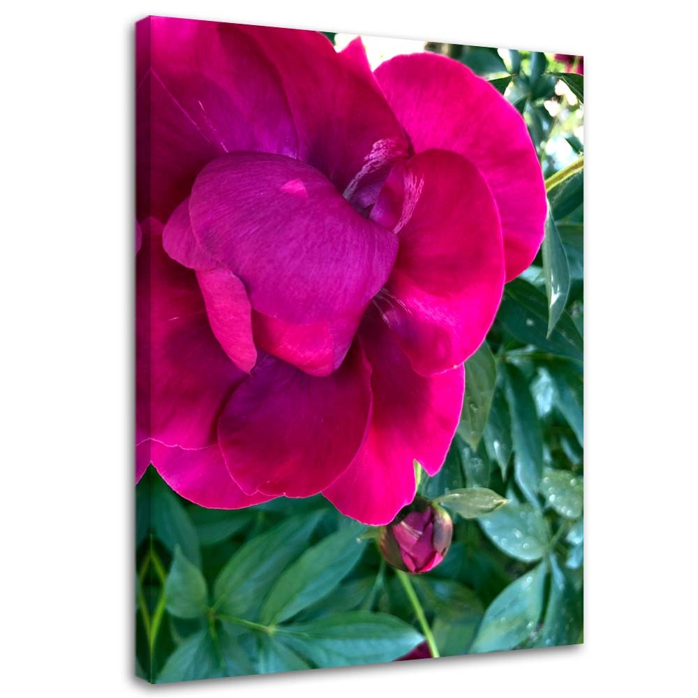 Canvas Schilderij – Grote Roze Bloem  – Schilderijen – Bloemen