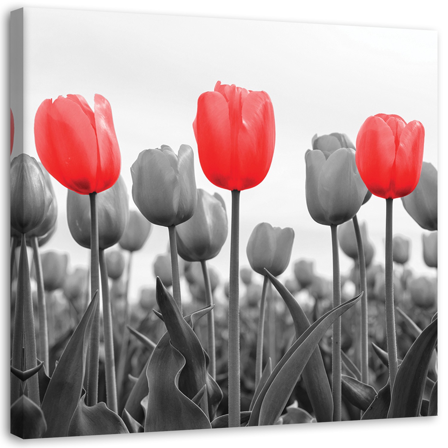 Canvas Schilderij – Rode Tulpen Op De Weide  – Schilderijen – Bloemen