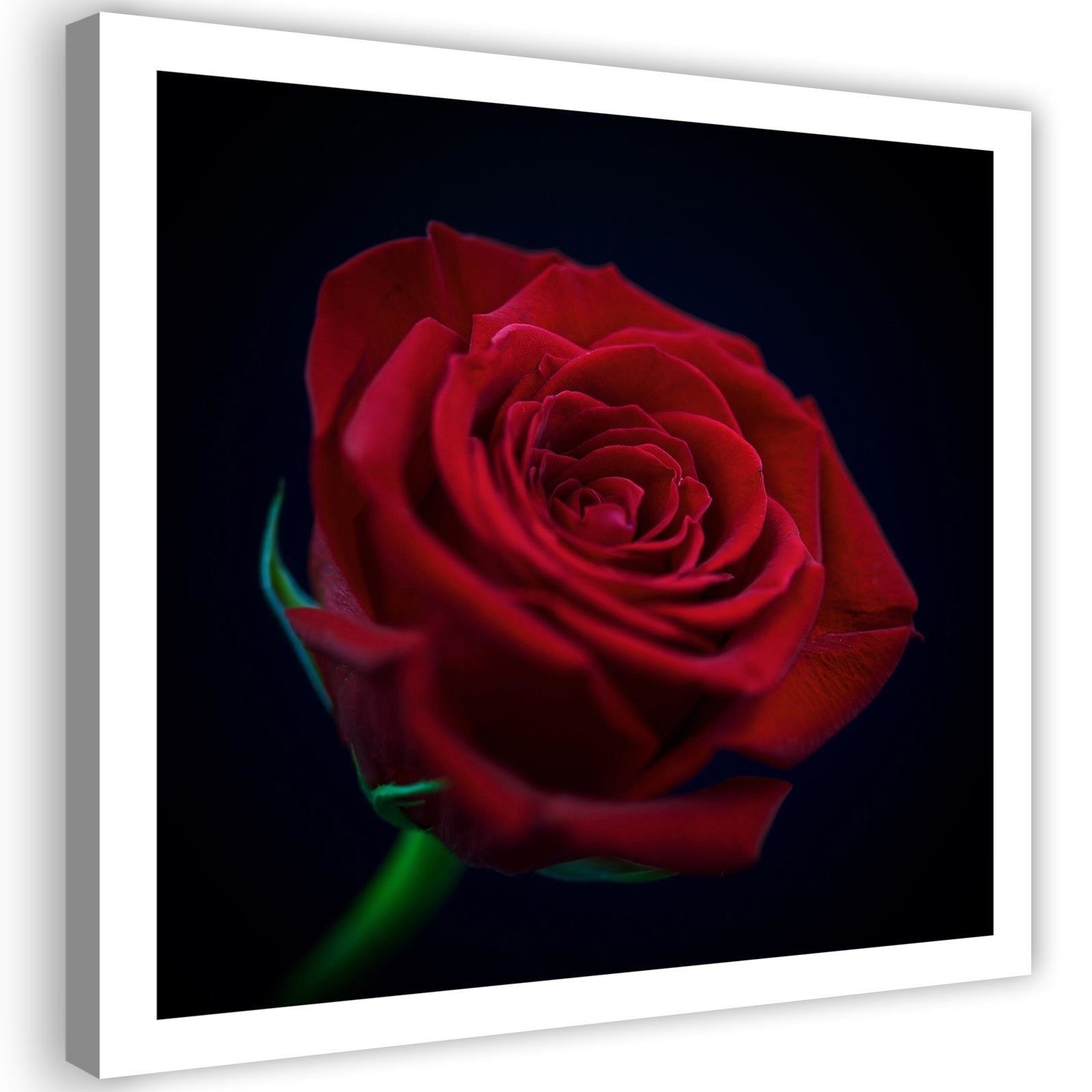 Canvas Schilderij – Rode Roos In Het Donker  – Schilderijen – Bloemen