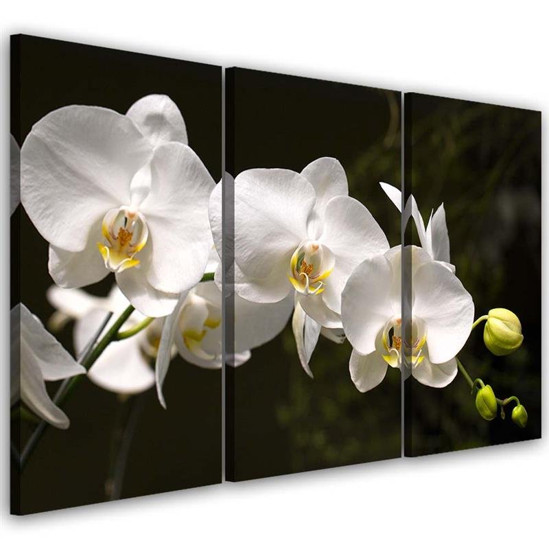 Canvas Schilderij – Witte Orchidee  – Drieluik – Bloemen