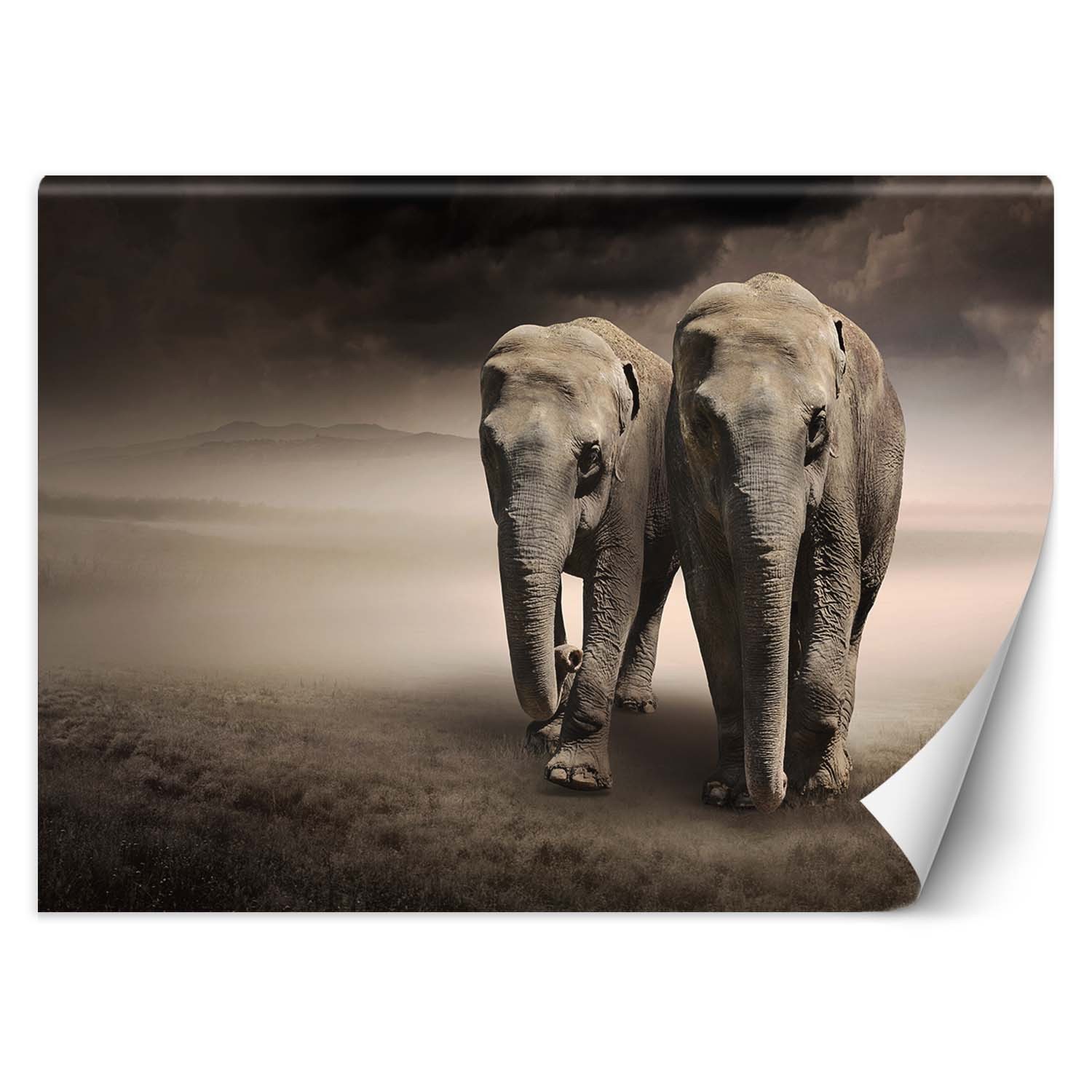 Trend24 – Behang – Paar Olifanten – Vliesbehang – Fotobehang Dieren – Behang Woonkamer – 350×245 cm – Incl. behanglijm