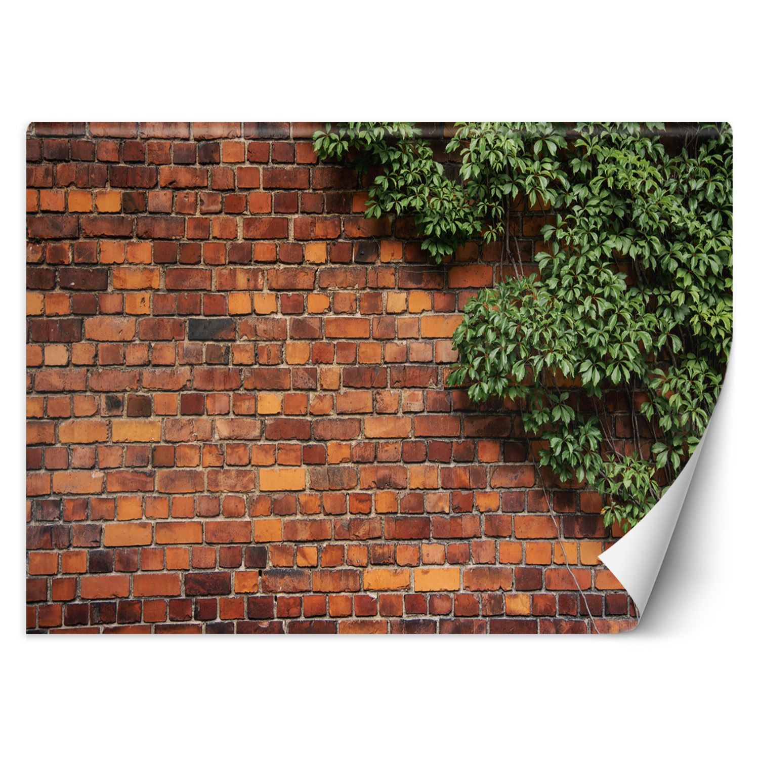 Trend24 – Behang – Bakstenen Muur Met Klimplant – Vliesbehang – Behang Woonkamer – Fotobehang – 100×70 cm – Incl. behanglijm