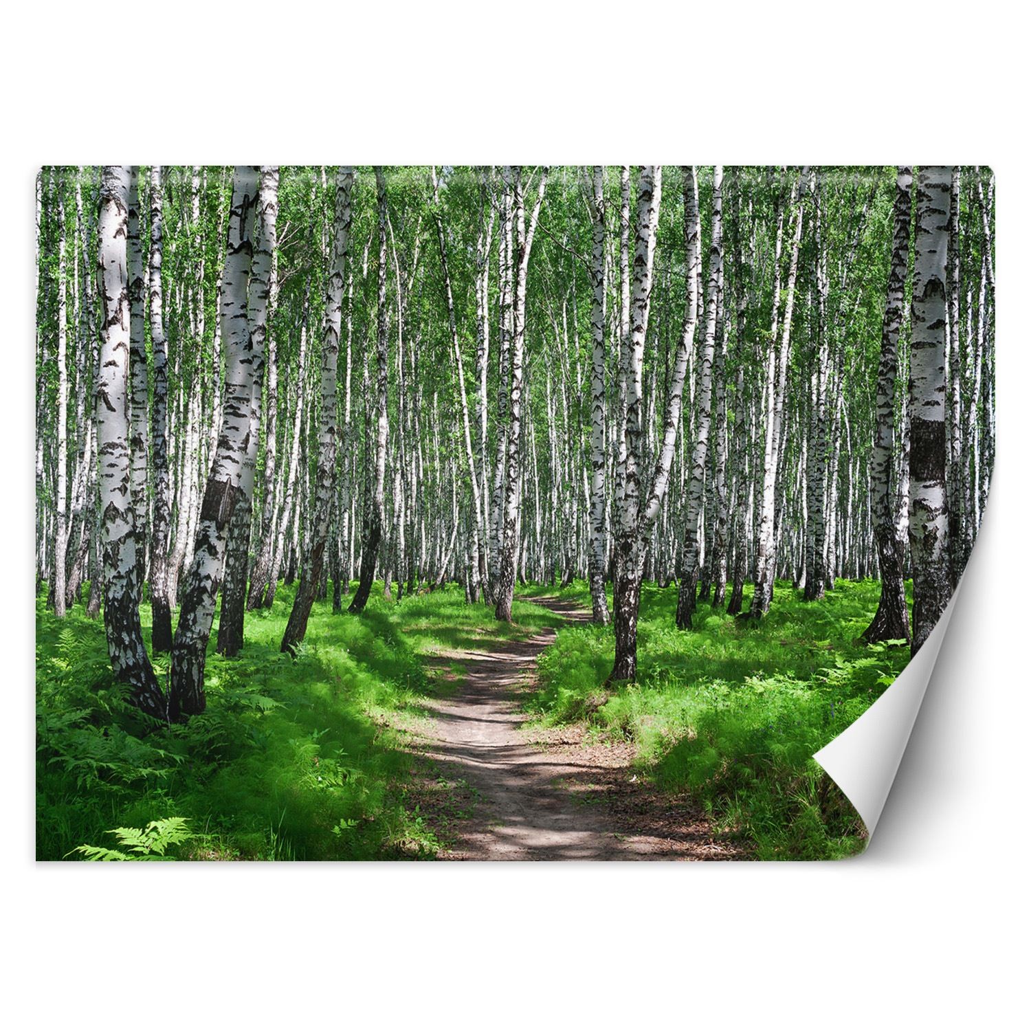 Trend24 – Behang – Birch Forest – Vliesbehang – Fotobehang Natuur – Behang Woonkamer – 350x245x2 cm – Incl. behanglijm