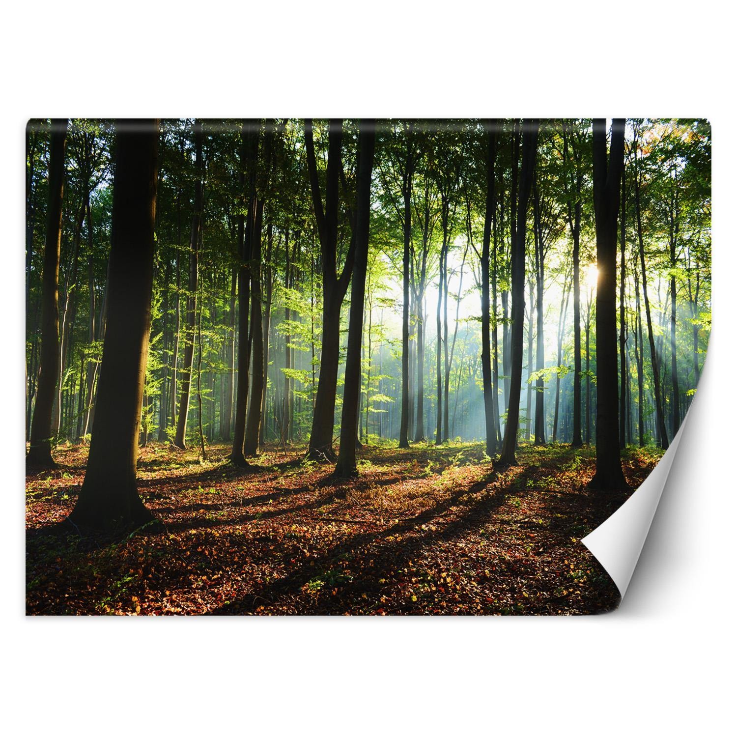 Trend24 – Behang – Ochtend In Het Bos – Behangpapier – Fotobehang Natuur – Behang Woonkamer – 254×184 cm – Incl. behanglijm