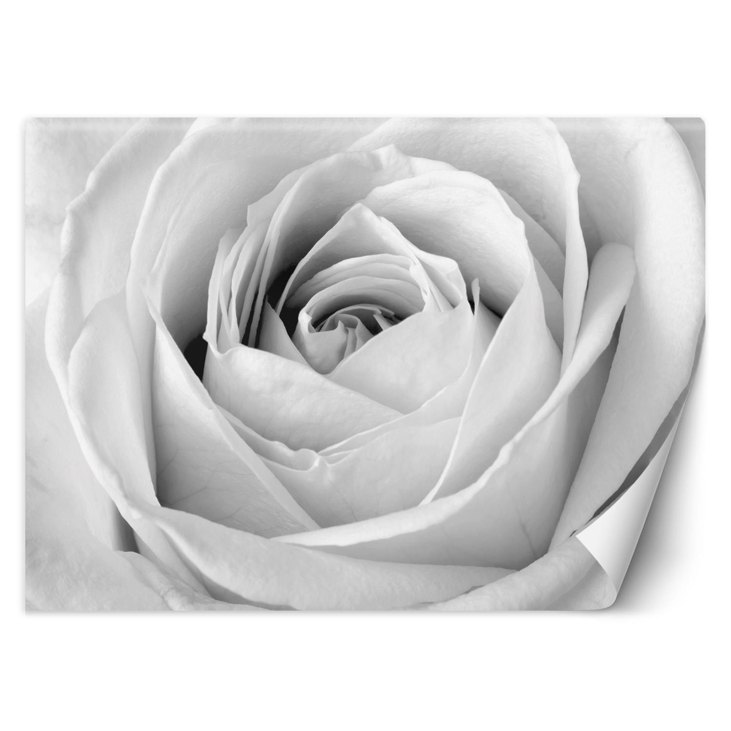 Trend24 – Behang – Witte Roos – Behangpapier – Fotobehang Bloemen – Behang Woonkamer – 250x175x2 cm – Incl. behanglijm