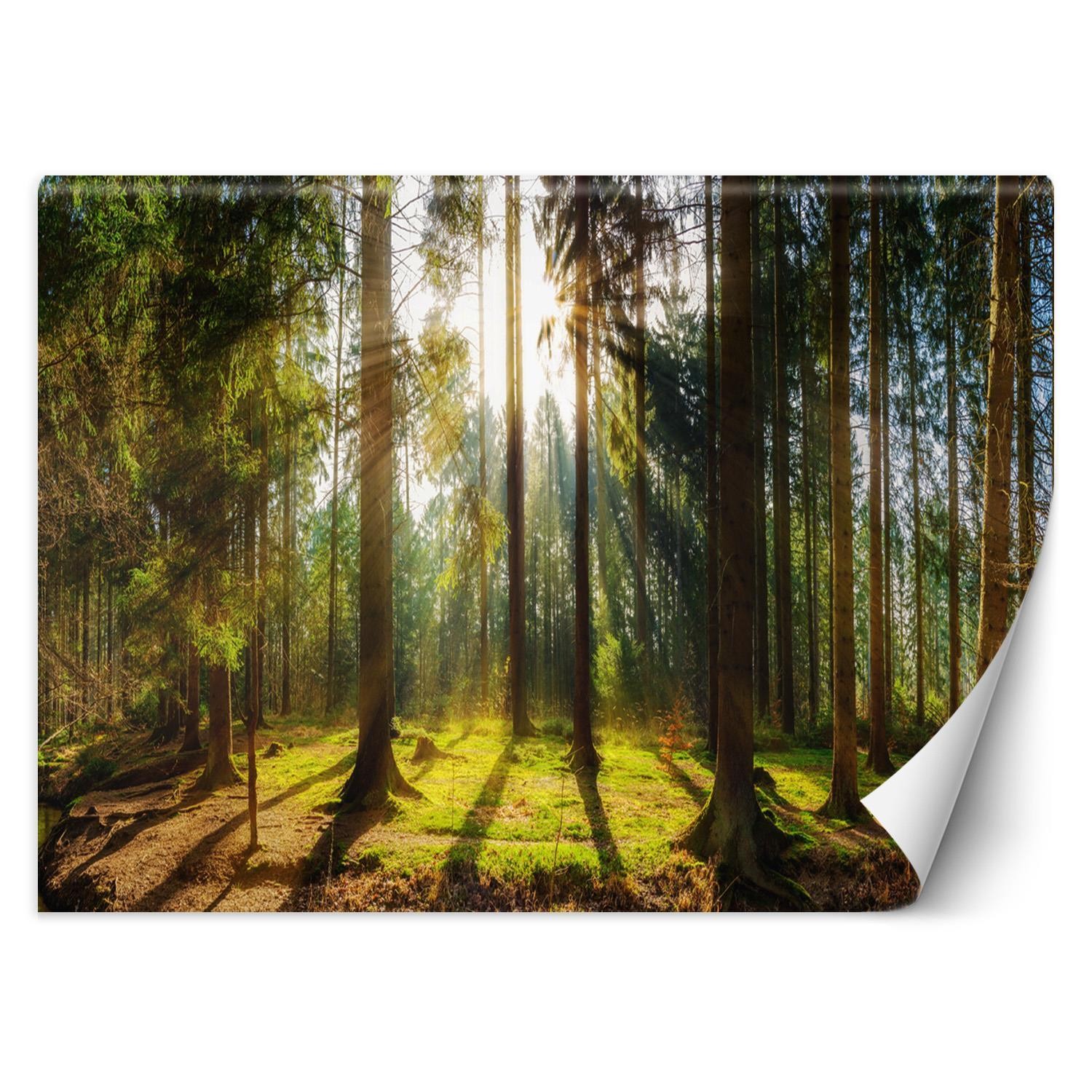 Trend24 – Behang – Bos In De Zon – Behangpapier – Fotobehang Natuur – Behang Woonkamer – 250x175x2 cm – Incl. behanglijm