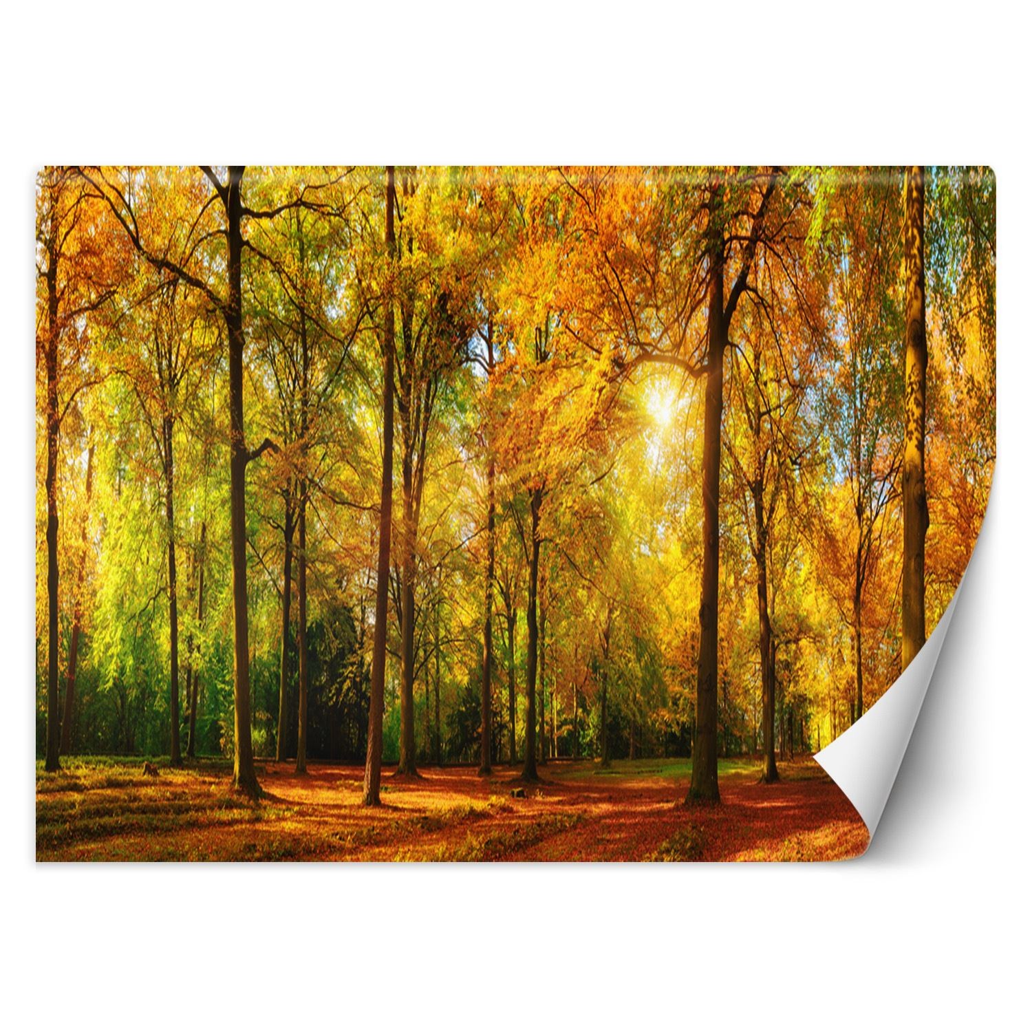 Trend24 – Behang – Herfstbos – Behangpapier – Fotobehang Natuur – Behang Woonkamer – 250x175x2 cm – Incl. behanglijm