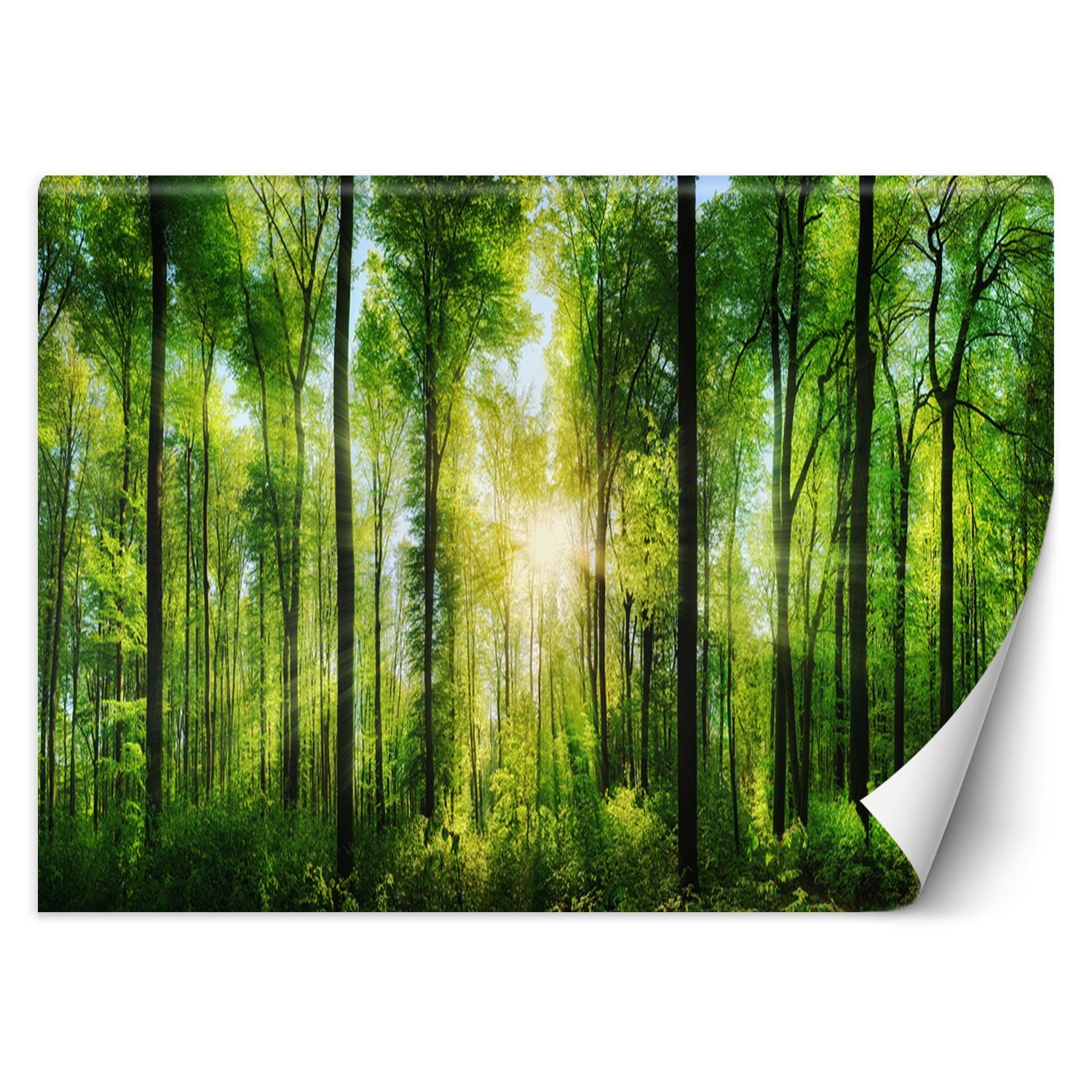 Trend24 – Behang – Zonnestralen In Een Groen Bos – Behangpapier – Fotobehang Natuur – Behang Woonkamer – 400x280x2 cm – Incl. behanglijm