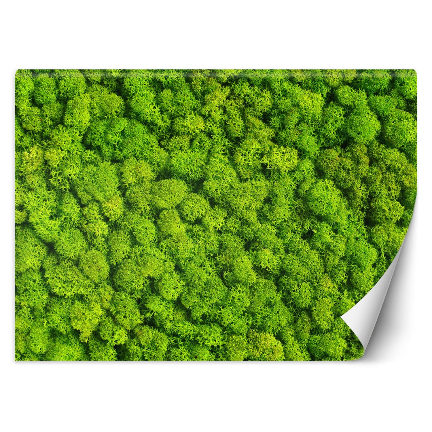 Trend24 – Behang – Weevil Moss – Vliesbehang – Behang Woonkamer – Fotobehang – 300x210x2 cm – Incl. behanglijm