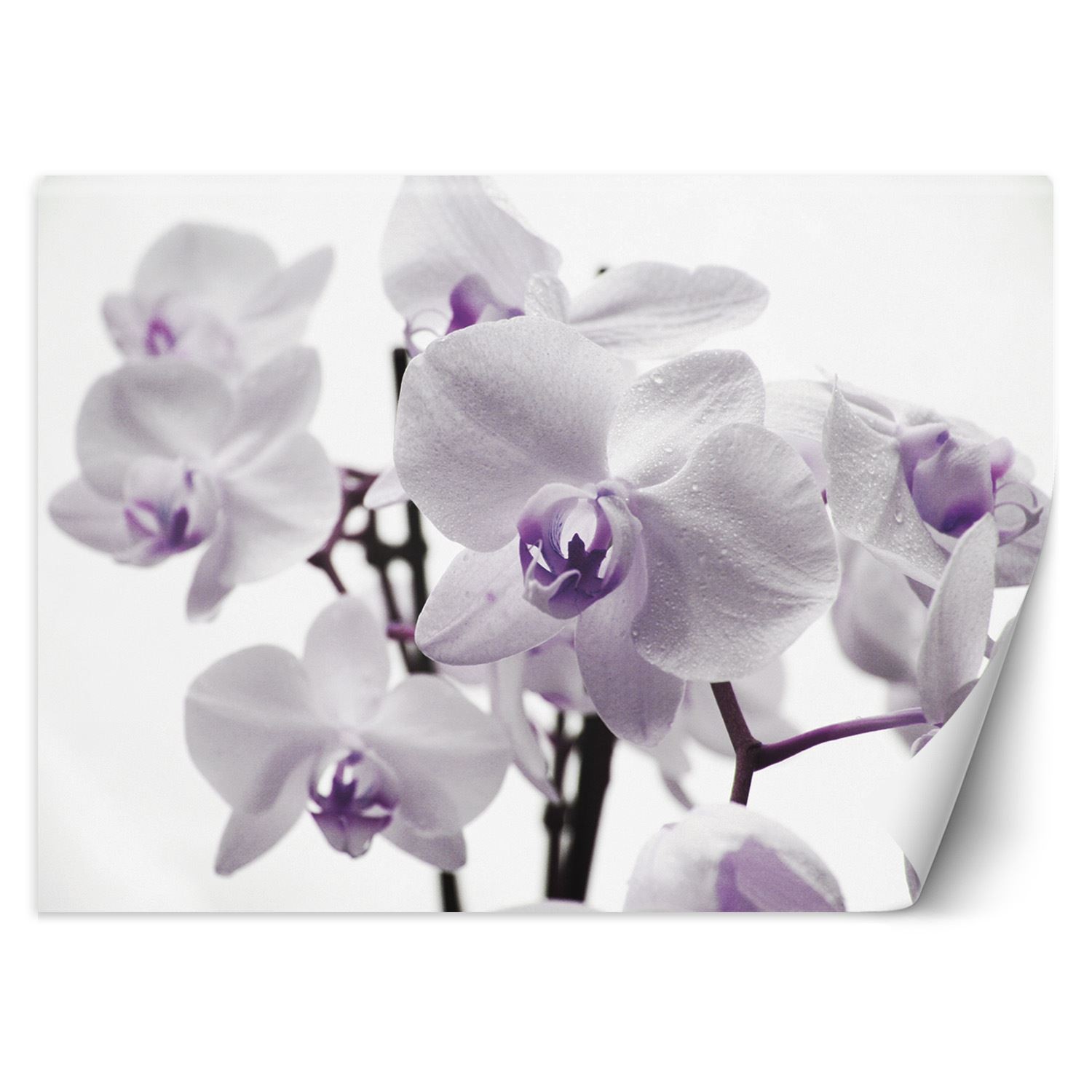 Trend24 – Behang – Orchidee In Bloom – Vliesbehang – Fotobehang – Behang Woonkamer – 350×245 cm – Incl. behanglijm