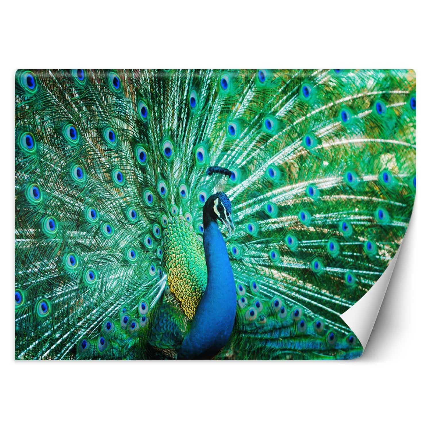 Trend24 – Behang – Kleurrijke Pauw – Behangpapier – Fotobehang Dieren – Behang Woonkamer – 250×175 cm – Incl. behanglijm